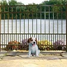 ornamental fence with puppy guard